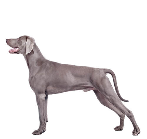 Weimaraner jacket clearance
